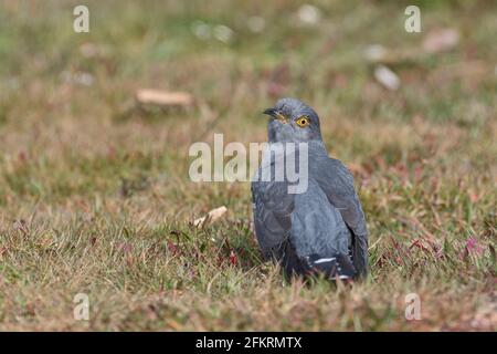 Männliche gemeinsame Kuckuck (Cuculus canorus) Stockfoto