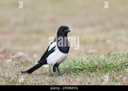 Elster (Pica Pica) Stockfoto