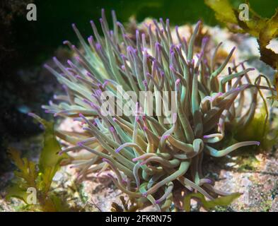 Snakelocks Anemone (Anemonia viridis) unter Wasser Stockfoto