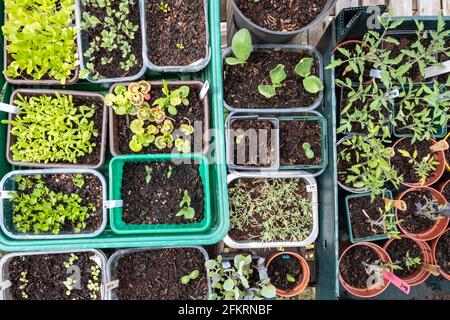 Eine Vielzahl von Gemüse- und Blumensetzlingen, die in wiederzyklierten Lebensmittelbehältern und Pflanzentöpfen wachsen. Stockfoto