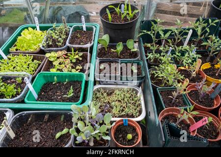Eine Vielzahl von Gemüse- und Blumensetzlingen, die in wiederzyklierten Lebensmittelbehältern und Pflanzentöpfen wachsen. Stockfoto