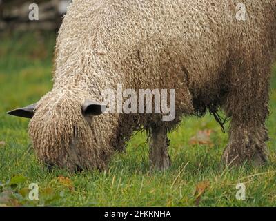 Single Schafe mit zotteligen lockigen Wollfleece auf dem Feld in Cumbria England Großbritannien Stockfoto