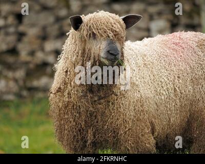 Single Schafe mit zotteligen lockigen Wollfleece auf dem Feld in Cumbria England Großbritannien Stockfoto