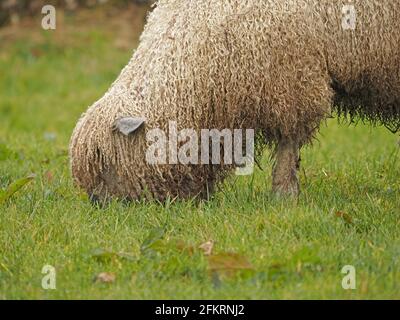 Single Schafe mit zotteligen lockigen Wollfleece auf dem Feld in Cumbria England Großbritannien Stockfoto