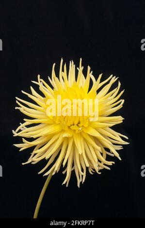 Nahaufnahme von Dahlia Eastwood Moonlight gegen einen schwarzen gesetzt Hintergrund eine Halbkaktus-Dahlie, die gelbe Blüten enthält Sommer und Herbst Stockfoto