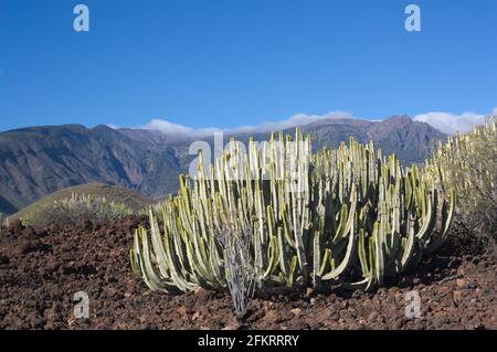 Typische Landschaft des Malpais de Güimar auf der Insel Teneriffa (Spanien), in der der Tabaibal-Cardonal reichlich vorhanden ist, eine Mischpflanzenformation typisch Stockfoto