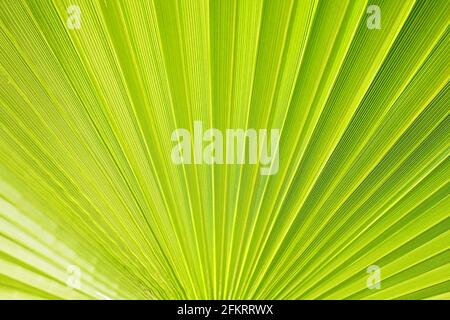 Beschnittene Makroaufnahme eines grünen Zucker-Palmenblattenstreifens im Sonnenlicht. Entkleidete europäische Fächerpalme hinterlässt Textur in Sonnenschein, exotische Pflanze. Nahaufnahme, CO Stockfoto