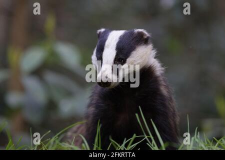 Der Europäische Dachs, auch als Eurasischer Dachs bekannt, ist eine Dachsart in der Familie Mustelidae, die in fast ganz Europa beheimatet ist. Stockfoto