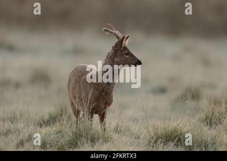 Das Reh, auch als Reh, westliches Reh oder europäisches Reh bekannt, ist eine Hirschart. Das Männchen der Art wird als Roebuck bezeichnet. Stockfoto