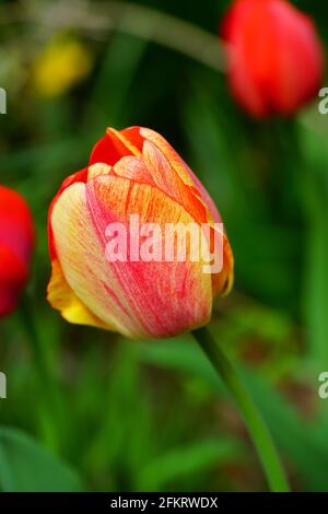 Der zweifarbige Riese Darwin Tulpe blüht im Frühlingsgarten Stockfoto