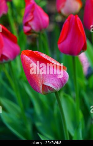 Der zweifarbige Riese Darwin Tulpe blüht im Frühlingsgarten Stockfoto