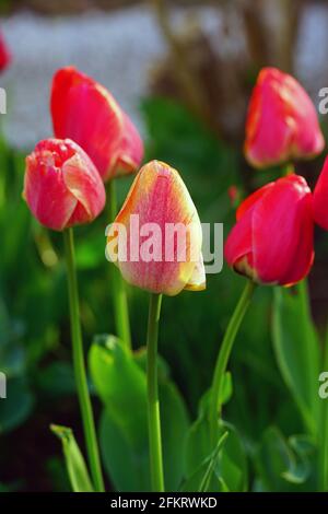 Der zweifarbige Riese Darwin Tulpe blüht im Frühlingsgarten Stockfoto