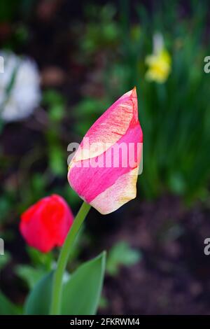 Der zweifarbige Riese Darwin Tulpe blüht im Frühlingsgarten Stockfoto