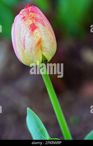 Der zweifarbige Riese Darwin Tulpe blüht im Frühlingsgarten Stockfoto