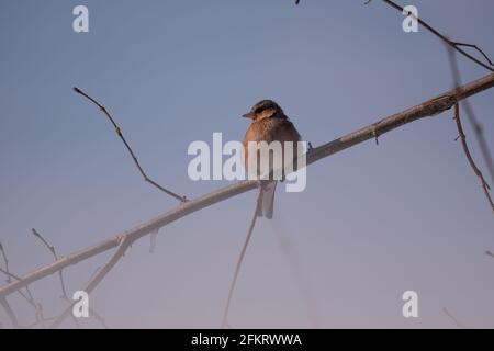 Nahaufnahme eines gewöhnlichen Buchfinkenvogels, der auf einem thront Verzweigung Stockfoto