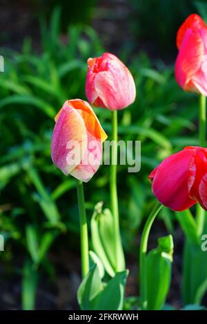 Der zweifarbige Riese Darwin Tulpe blüht im Frühlingsgarten Stockfoto