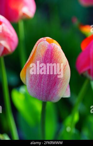 Der zweifarbige Riese Darwin Tulpe blüht im Frühlingsgarten Stockfoto