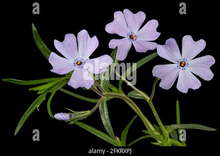 Fliederblumen aus Phlox suprieren, isoliert auf schwarzem Hintergrund Stockfoto