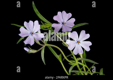 Fliederblumen aus Phlox suprieren, isoliert auf schwarzem Hintergrund Stockfoto