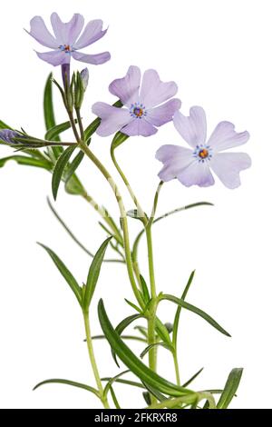Fliederblumen aus Phlox suulieren, isoliert auf weißem Hintergrund Stockfoto