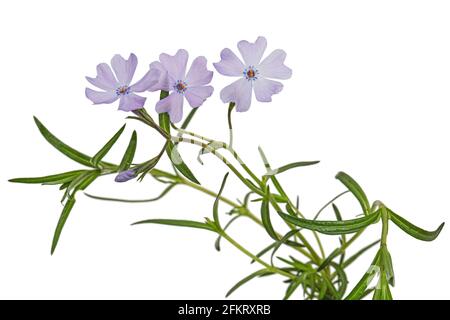 Fliederblumen aus Phlox suulieren, isoliert auf weißem Hintergrund Stockfoto