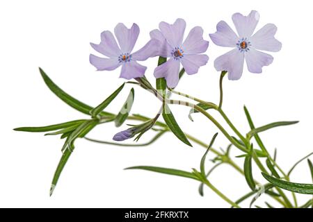 Fliederblumen aus Phlox suulieren, isoliert auf weißem Hintergrund Stockfoto