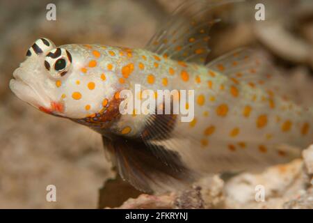 Der gefleckte Shrimpgoby (Amblyeleotris guttata) bewacht sein Zuhause im Sand, den er sich mit einer Garnele teilt. Die Gobies stehen Wache, während die Garnelen säubern Stockfoto