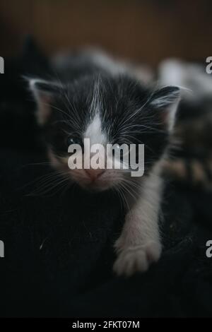 Verängstigte kleine Kätzchen mit grauen und weißen Flecken auf einem Schwarze Decke auf dem Bett Stockfoto
