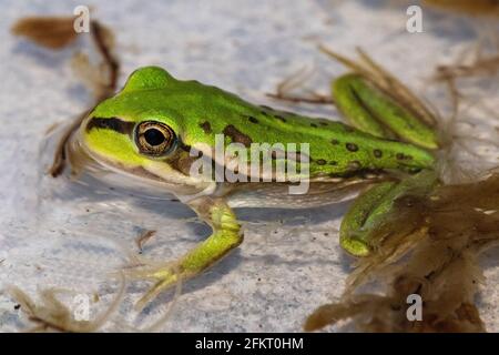 Metamorph von knurrender Grasfrosch Stockfoto