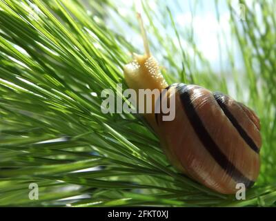 An einem klaren, sonnigen Tag kriecht eine Schnecke auf dem Gras. Makrofoto der Seitenansicht der Schnecke Stockfoto