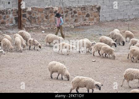 Shepherd Girl arbeitet mit einer Herde Schafe. Yavi, Jujuy, Argentinien Stockfoto