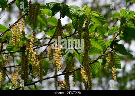 Männliche Blüten der hop Buche, Ostrya carpinifolia Stockfoto