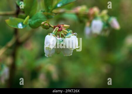 Heidelbeerbusch blüht im Garten Stockfoto