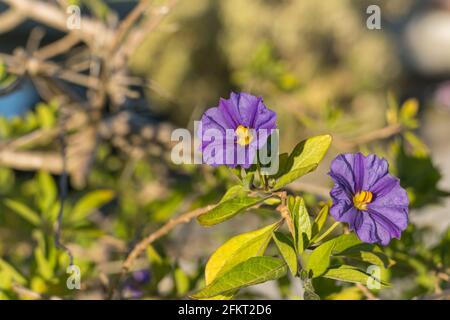 Blaue Potatobush Pflanze mit Blumen im Frühling im Freien Stockfoto