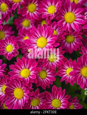 Chrysanthemen floralen Hintergrund. Bunte magenta rote Mütter Blumen Nahaufnahme, vertikale Banner Stockfoto