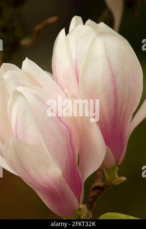 Magnolia in Bloom (Magnolia campbellii), Rhododendron Garden, Hendricks Park, Eugene, Oregon Stockfoto