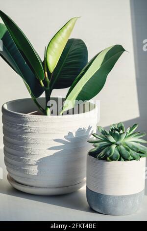 Grüner Ficus und echeveria in weißen Keramiktöpfen. Auf der Fensterbank Pflanzen beherbergen. Hartes Morgensonnenlicht - Bild Stockfoto