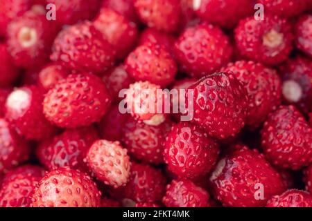 Nahaufnahme des Hintergrundes der wilden Erdbeere. Viele Erdbeeren reifen - Bild Stockfoto