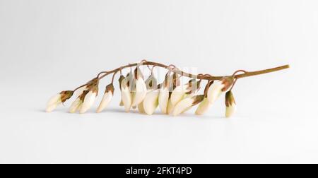 Sophora japonica Blume, chinesisches Frühlingsfutter, Stockfoto