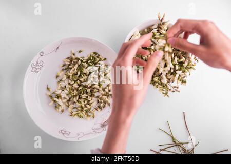 Sophora japonica Blume, chinesisches Frühlingsfutter, Stockfoto