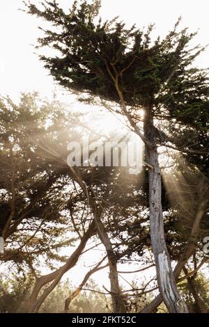 Sonne durch Bäume, Point Lobos Sutro Baths, Lands End Trail, San Francisco, Kalifornien, USA Stockfoto