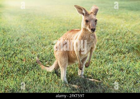 Australisches Känguru, das die Nachmittagssonne in einem Park genießt Stockfoto