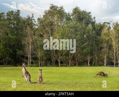 Australische Kängurus genießen die Nachmittagssonne in einem Park Stockfoto