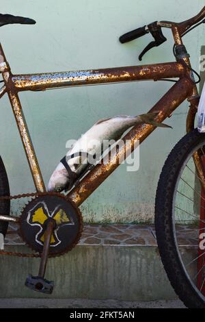 Fisch zum rostigen Fahrrad gesichert Armacao Strand, Florianopolis, Bundesstaat Santa Catarina, Brasilien Stockfoto