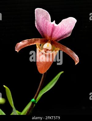 Lady Slipper Orchidee, Paphiopedilum charlesworthii Stockfoto