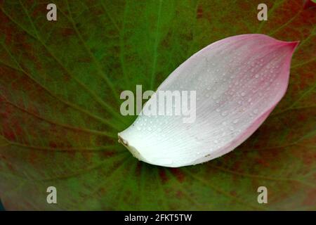 Schöne rosa Seerose Stockfoto