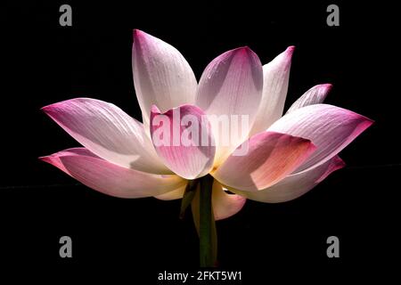 Schöne rosa Seerose Stockfoto