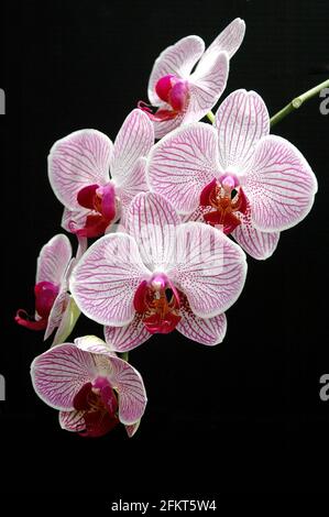 Schöne rosa phaenopsis Orchideenblüten Stockfoto