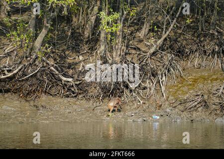 Khulna, Bangladesch. April 2021. Affen haben gesehen, wie sie am Sundarbans, dem größten natürlichen Mangrovenwald der Welt, in Khulna Früchte aßen. (Foto: Zabed Hasnain Chowdhury/SOPA Images/Sipa USA) Quelle: SIPA USA/Alamy Live News Stockfoto