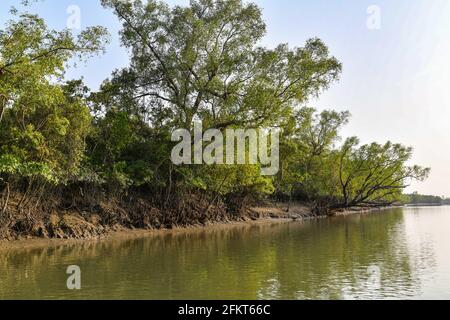 Khulna, Bangladesch. April 2021. Ein Blick auf den Sundarbans, den größten Mangrovenwald der Welt und seinen gemeinsamen Standort im südlichen Teil von Bangladesch und Indien. Hier befindet sich der berühmte Königlich-Bengalische Tiger in Khulna. (Foto: Zabed Hasnain Chowdhury/SOPA Images/Sipa USA) Quelle: SIPA USA/Alamy Live News Stockfoto